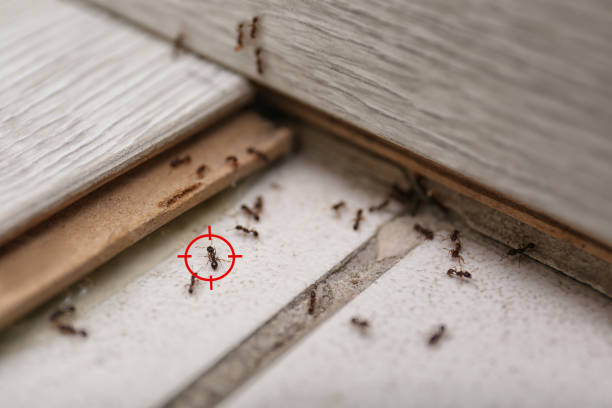 Best Pest Prevention Services  in Ferndale, CA